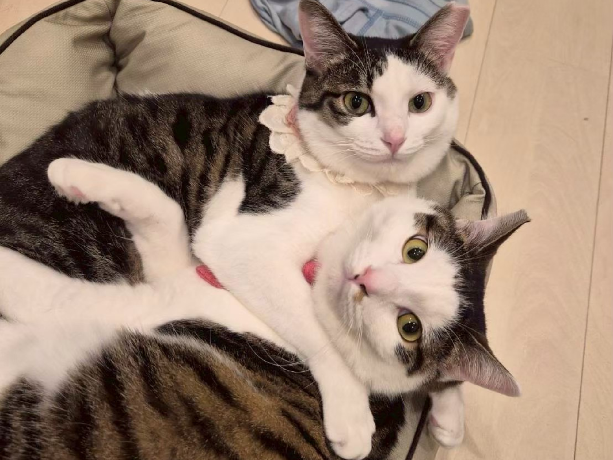 めい&むさし